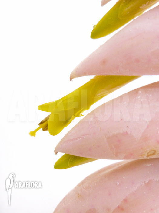 Vriesea pardalina ‚Lacy‘