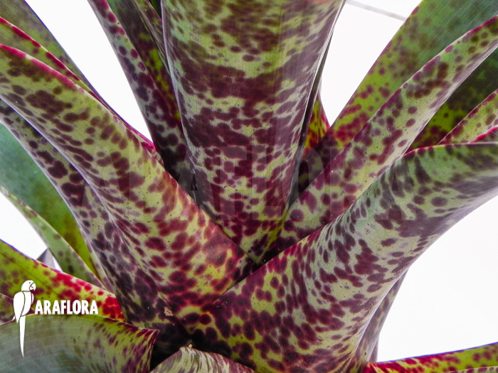 Vriesea pardalina ‚Lacy‘