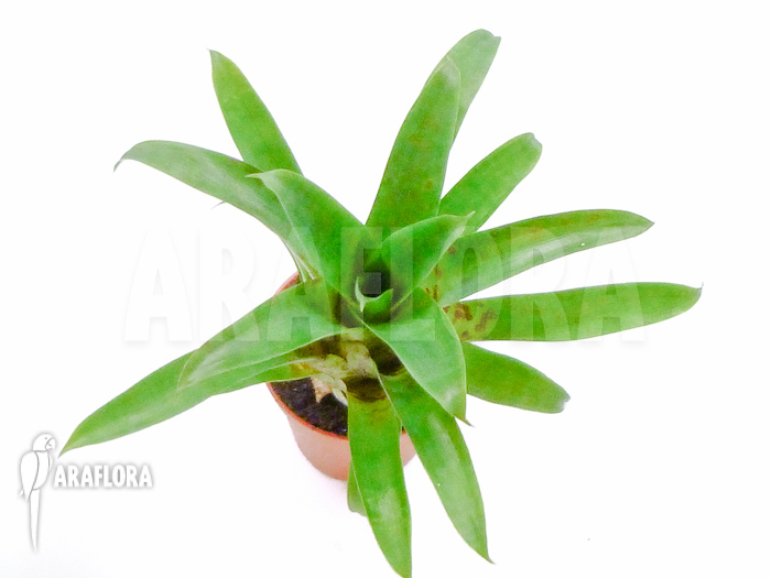 Vriesea racinae starter