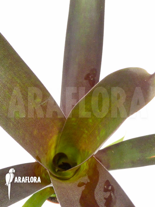 Vriesea sanguinolenta ‚Starter‘