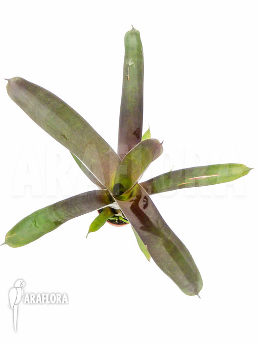 Vriesea sanguinolenta ‚Starter‘