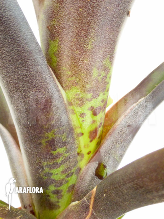 Vriesea sanguinolenta ‚Starter‘