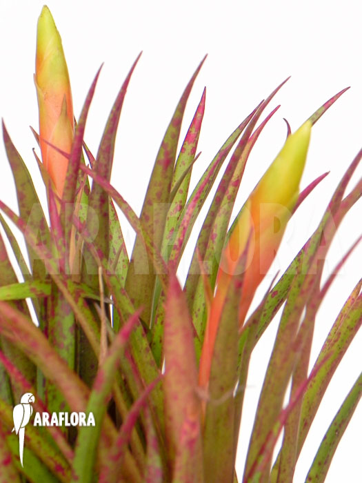 Vriesea species ‚Spotted‘