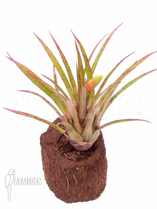 Vriesea species ‚Spotted‘