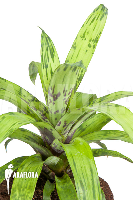 Vriesea striped ’nr 08130′