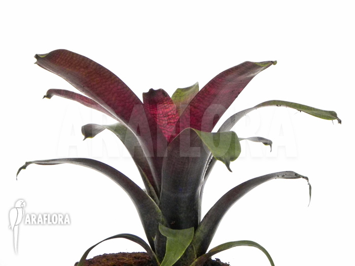Vriesea x red chestnut