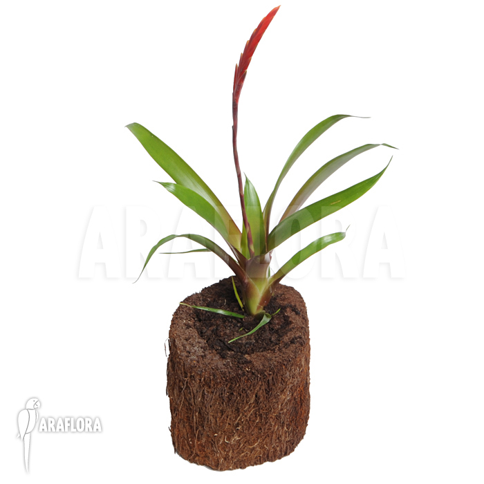 Vriesea x ‚Elan‘