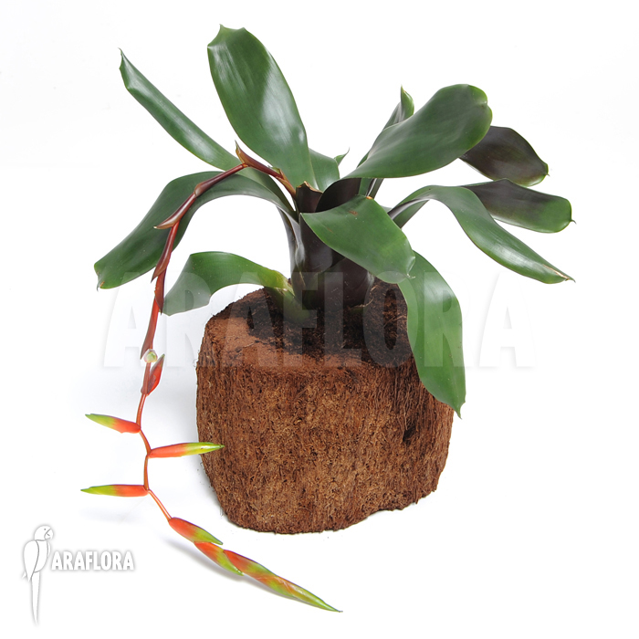 Vriesea x ‚Simplex‘