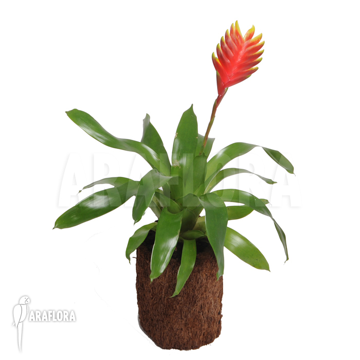 Vriesea x ‚Solo‘