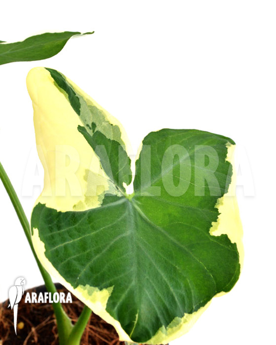 Xanthosoma albo marginata ‚Mickey Mouse‘