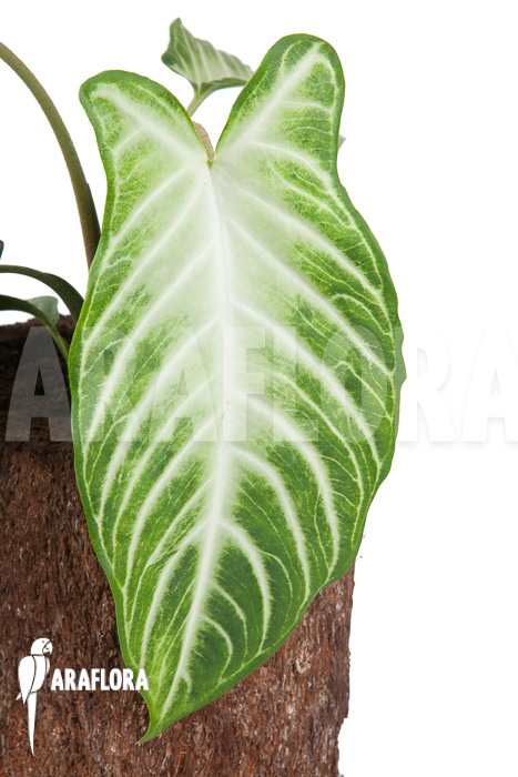 Xanthosoma lindenii ‚M‘