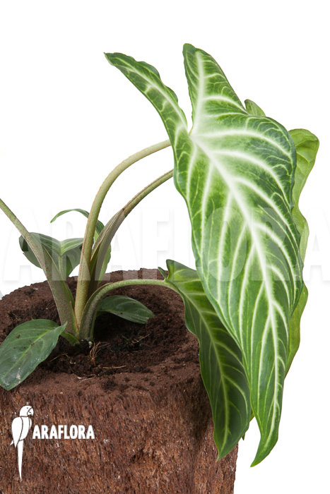 Xanthosoma lindenii ‚M‘