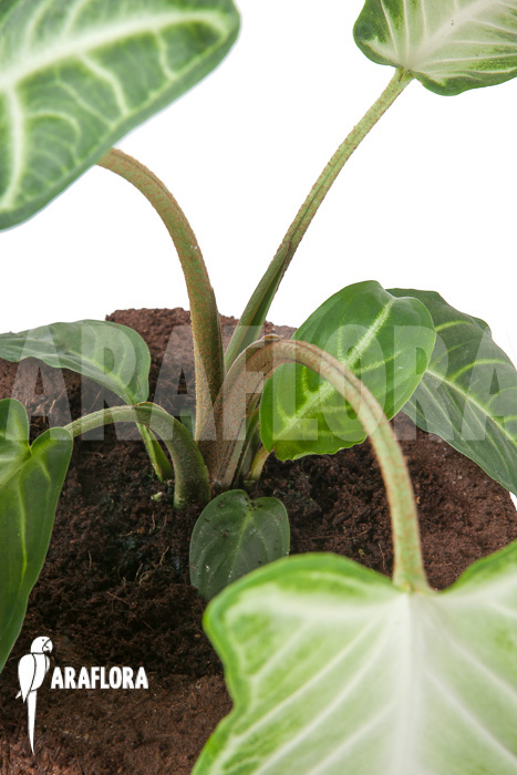 Xanthosoma lindenii ‚M‘