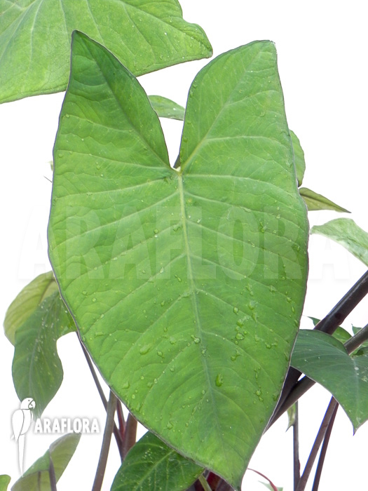 Xanthosoma sagittifolium