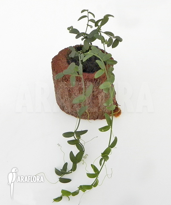 Xerosicyos decaryi