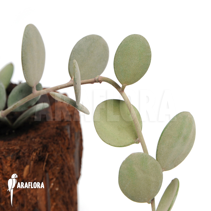 Xerosicyos decaryi ‚Silver dollar plant‘