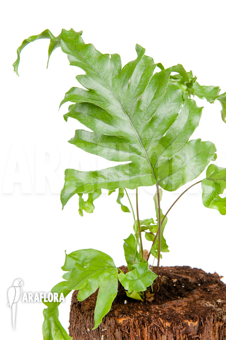 xPhlebosia Nicolas Diamond (Phlebodium x Pyrrosia) ‚Starter‘