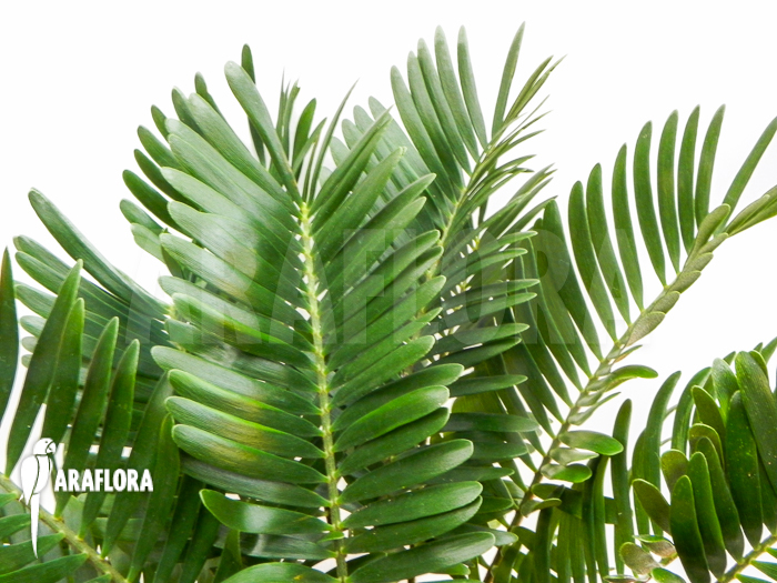 Zamia floridiana