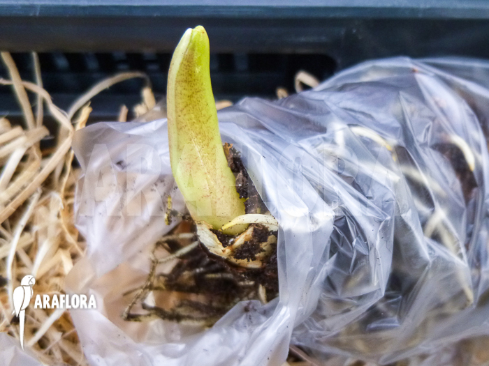 Zantedeschia aethiopica