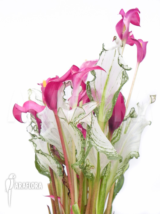 Zantedeschia frozen queen