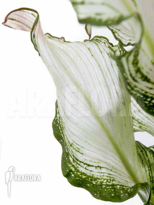 Zantedeschia frozen queen