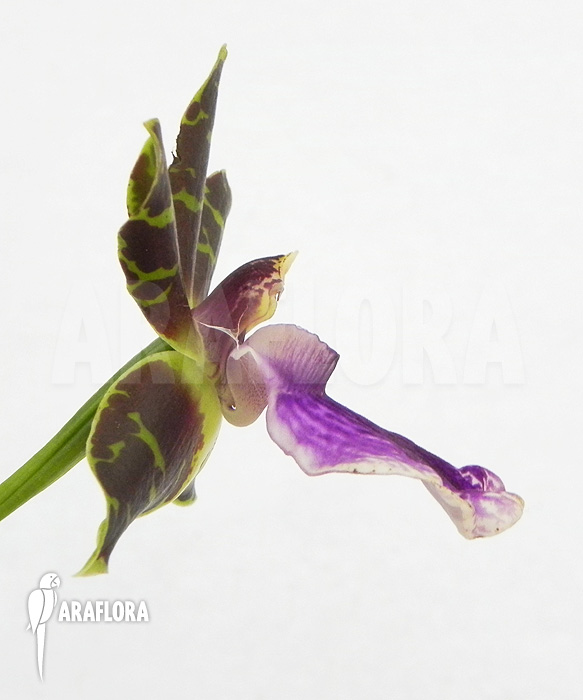 Zygopetalum Rhein Blue Baby ‚A‘