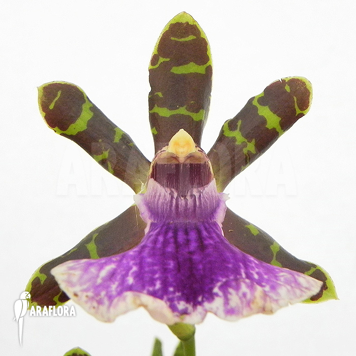 Zygopetalum Rhein Blue Baby ‚A‘