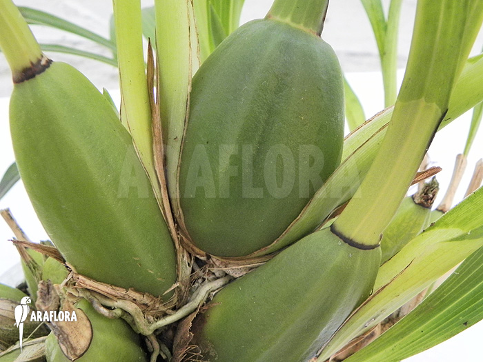 Zygopetalum Rhein Blue Baby ‚A‘