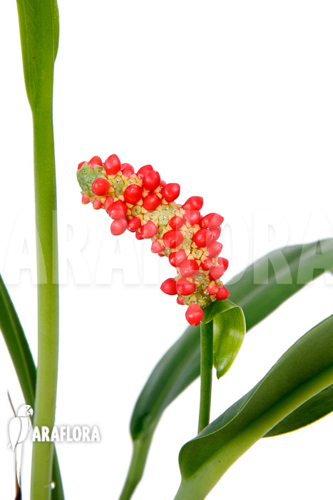 Anthurium bakerii flower