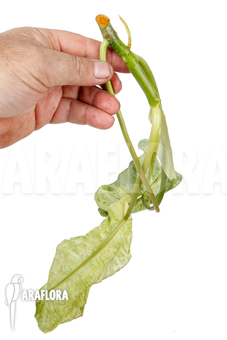 Philodendron Paraiso Verde rooted cutting