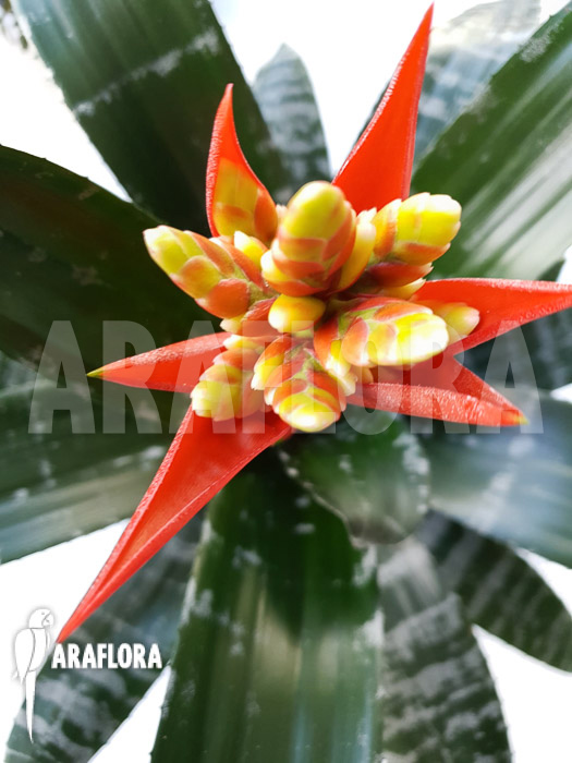 Aechmea chantinii ‚Starter‘