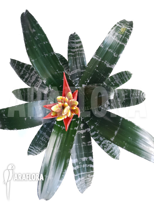 Aechmea chantinii ‚Starter‘