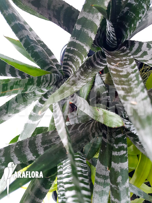 Aechmea chantinii ‚Starter‘