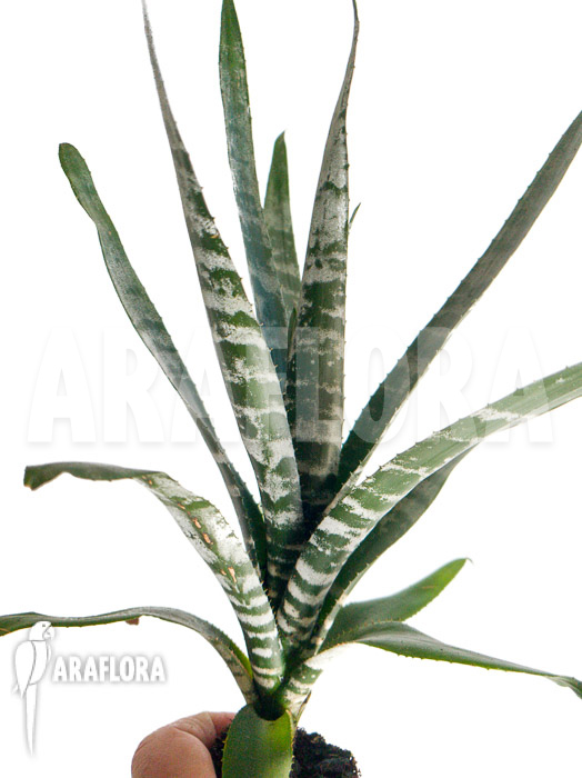 Aechmea chantinii ‚Starter‘