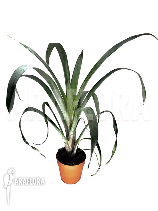 Alcantarea odorata ‚M‘