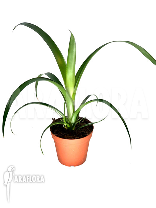 Alcantarea regina ‚M‘