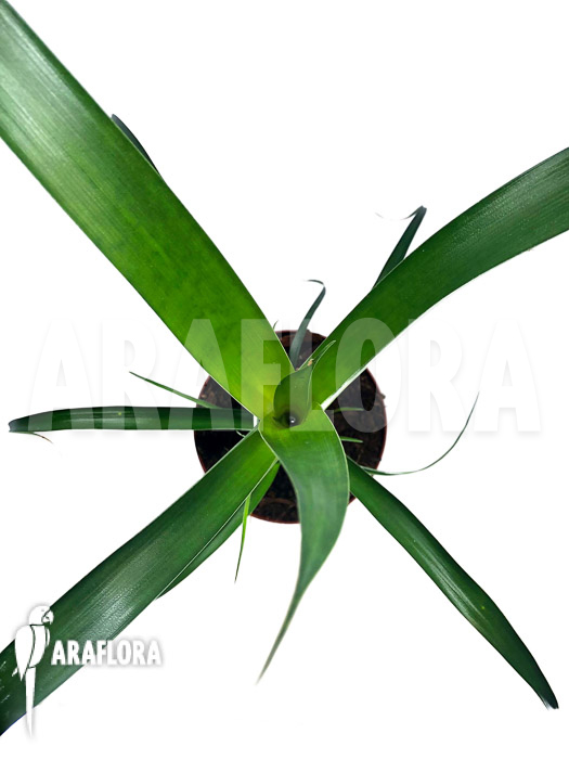 Alcantarea regina ‚M‘ example adult plant