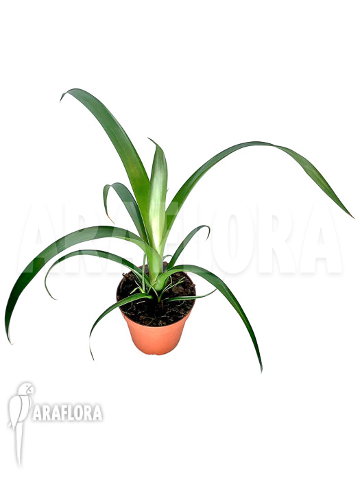 Alcantarea regina ‚M‘