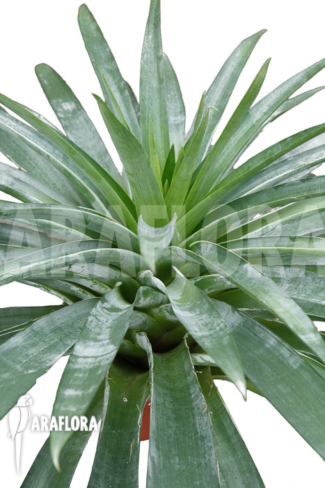 Alcantarea regina ‚Adult form‘