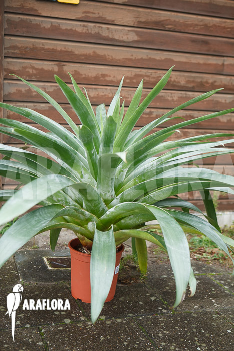 Alcantarea regina ‚Adult form‘