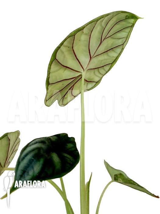 Alocasia baginda ‚M‘