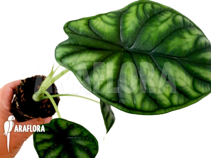 Alocasia baginda ‚M‘
