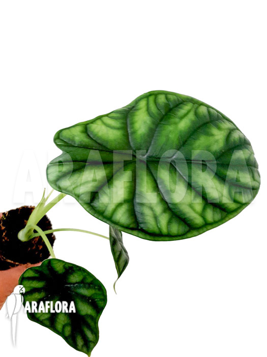 Alocasia baginda ‚M‘