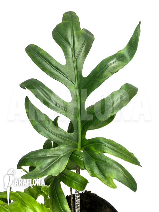 Alocasia brancifolia ‚S‘