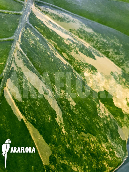 Alocasia gageana variegated