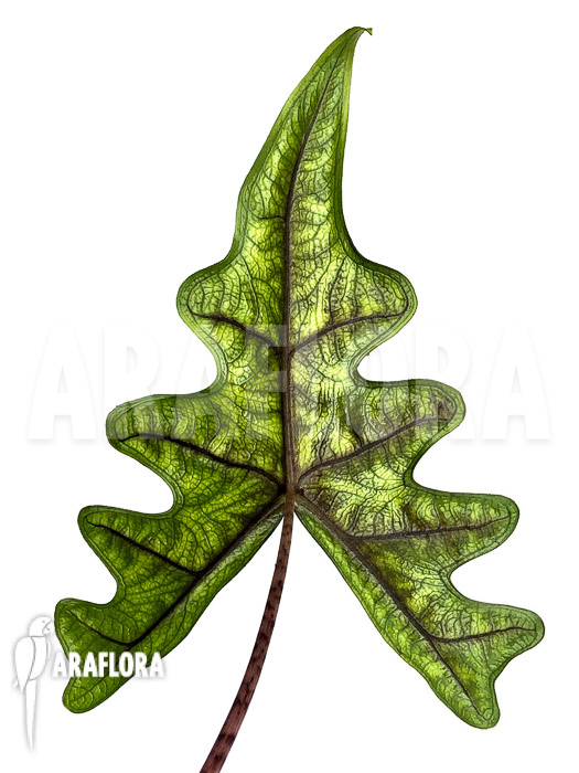 Alocasia jacklyn