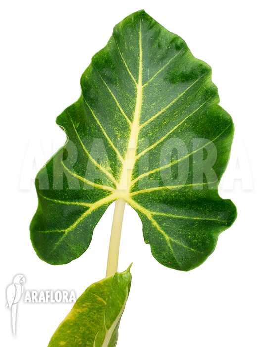 Alocasia macrorrhizos ‚New Guinea Gold‘