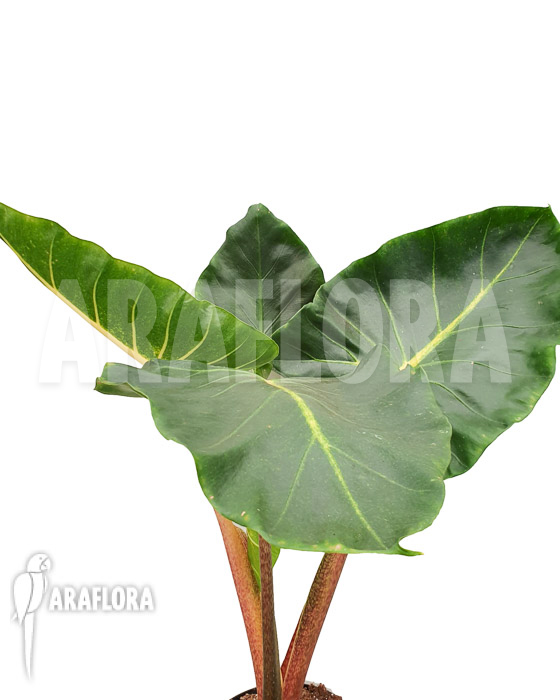 Alocasia macrorrhizos ‚New Guinea Gold‘