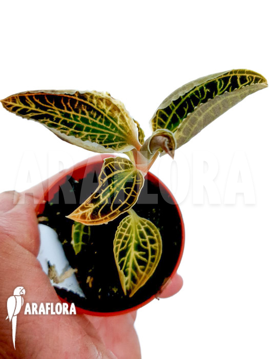 Anoectochilus albolineatus