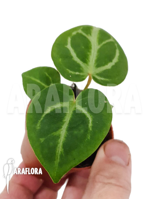 Anthurium crystallinum ’silver blush‘